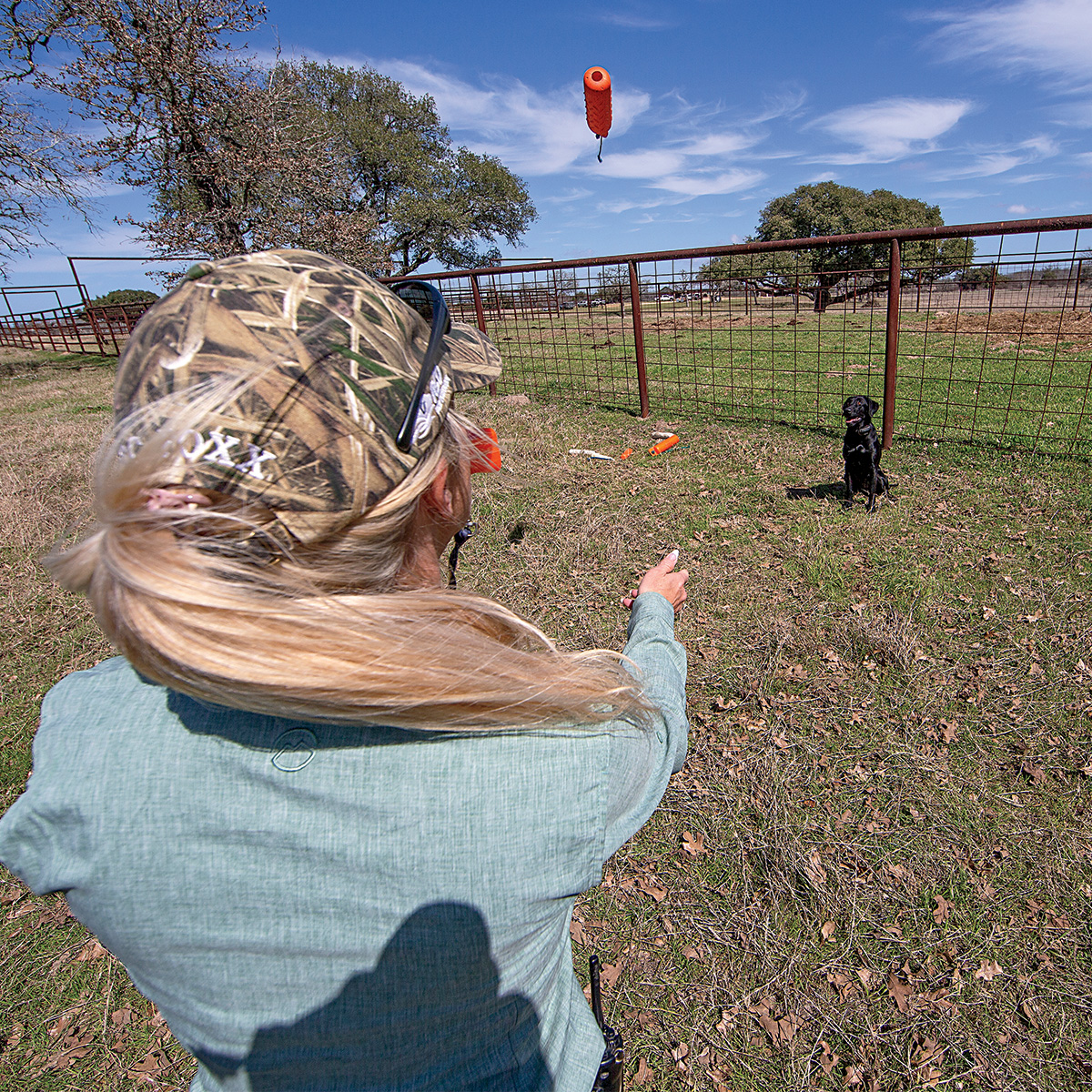 Labrador retriever during a training session. Photo by Todd J. and Nancy Steele